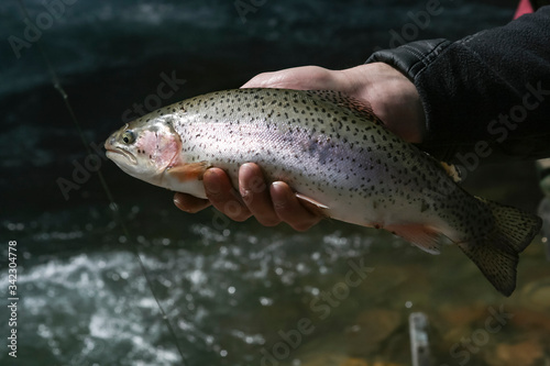 Mountain trout in the hand of a fisherman.