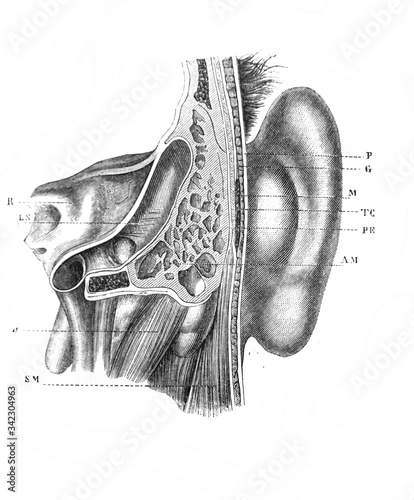 The mastoid of the temporal bone in section in the old book The Human Body, by K. Bock, 1870, St. Petersburg photo