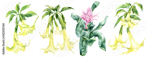 Watercolor flower, set of white yellow brugmansia with green leaves, angel's trumpets, pink aechmea flower, hand drawn illustration. Stock illustration for design, invitation, greeting cards, pattern