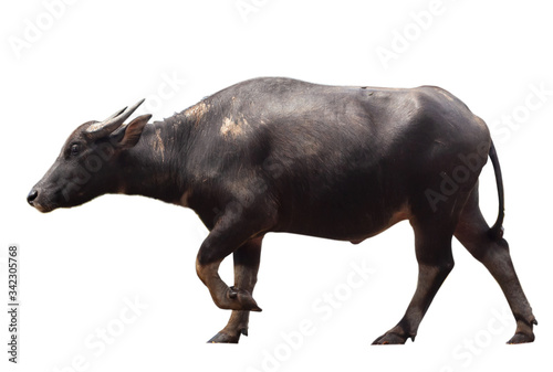 Thai Black male buffalo isolated white background 