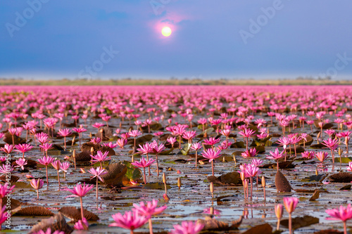 Bilde på lerret Pink lotus of lagoon in the morning time at Kumphawapi   udon thani
