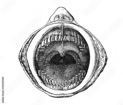 The oral cavity with teeth and tongue in the old book The Human Body, by K. Bock, 1870, St. Petersburg