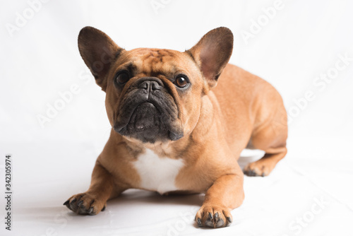 Bouledogue français brun en studio photo