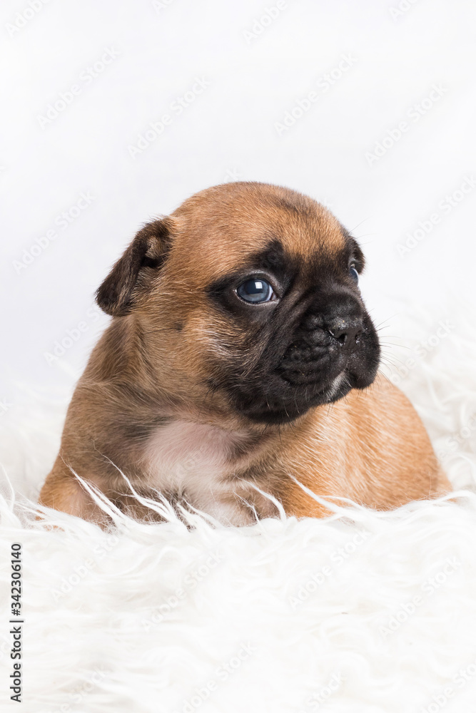 chiot bébé bouledogue français brun chiot bébé bouledogue français brun