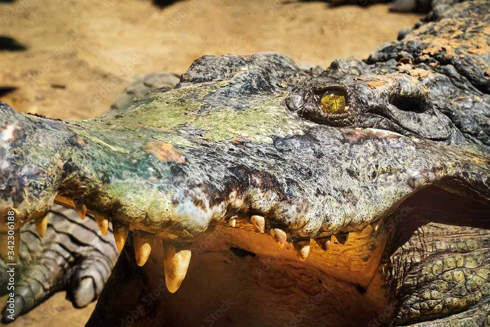 Fototapeta premium Crocodile close up
