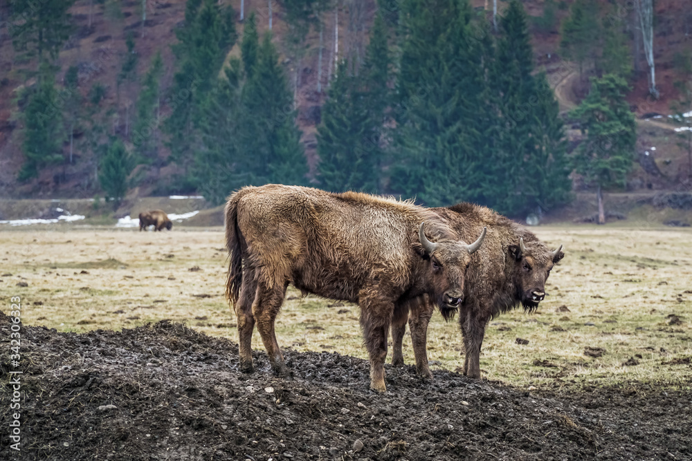 Fototapeta premium Aurochs