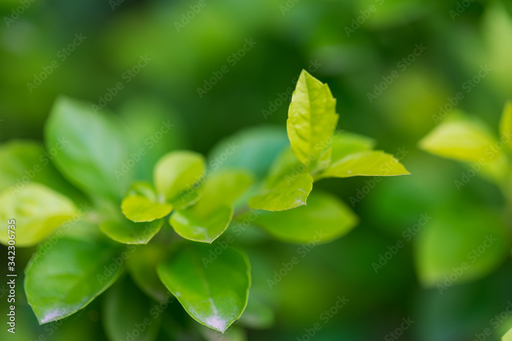 A bunch of green leaves, texture background, shallow depth of field. A bunch of green leaves, texture background, shallow depth of field.