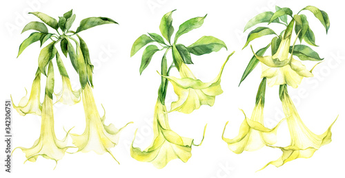 Foto Watercolor flower, set of white yellow brumangasia with green leaves, angel's trumpets, hand drawn illustration