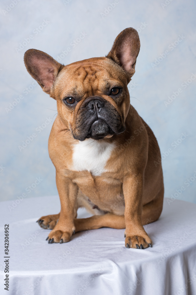 Bouledogue français brun en intérieur