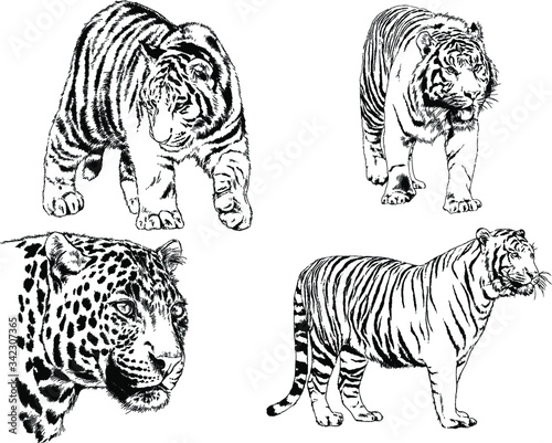 vector drawings sketches different predator   tigers lions cheetahs and leopards are drawn in ink by hand   objects with no background