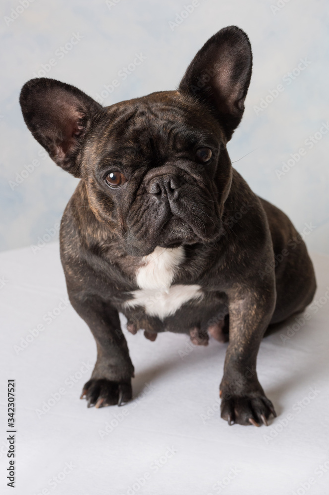 portrait bouledogue français à l'intérieur portrait bouledogue français à l'intérieur