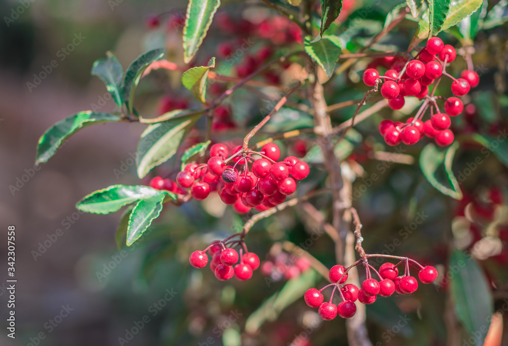 Obraz premium Clusters of ripe red fruits of Hen's eyes, Hilo holly, Christmas berry, Australian holly, Coral ardisia (Ardisia Crenata) on tree in the organic garden