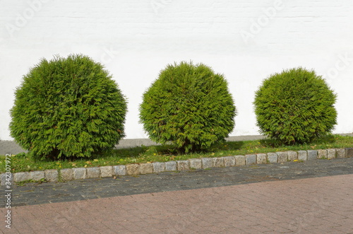 Tuya globular in landscape design