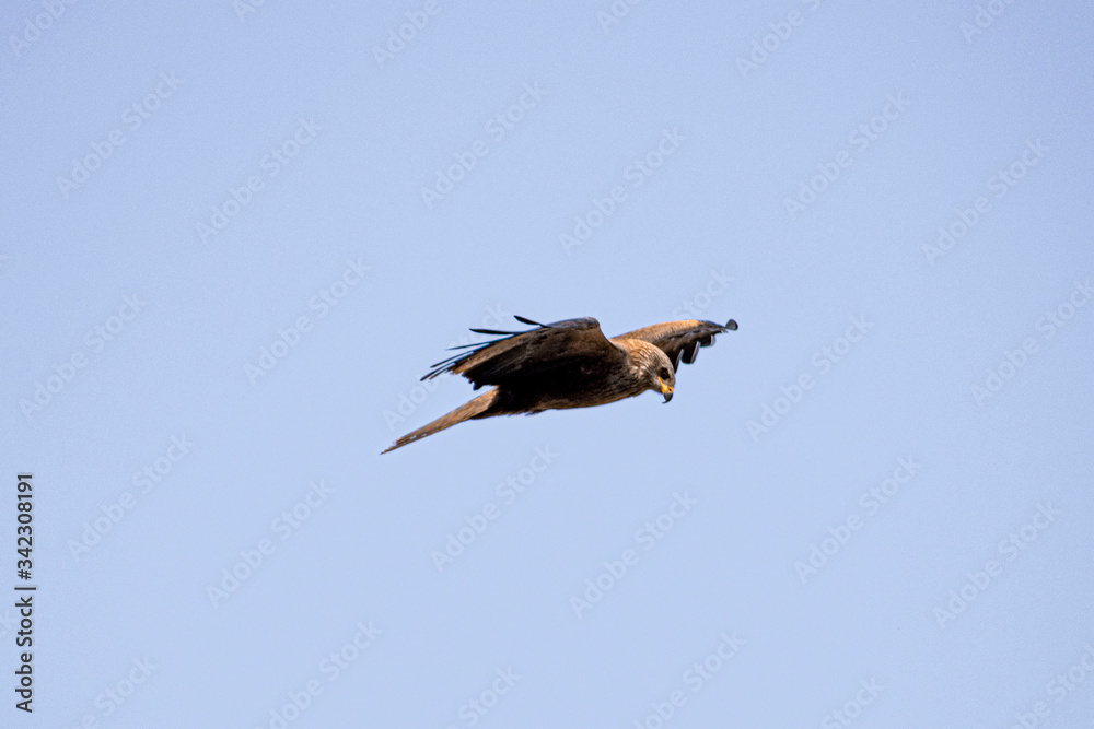 Obraz premium Milan noir de profile