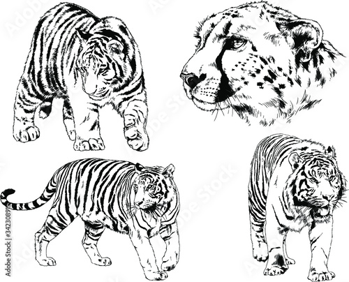 vector drawings sketches different predator   tigers lions cheetahs and leopards are drawn in ink by hand   objects with no background