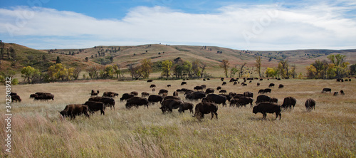 Bison in Cluster State park