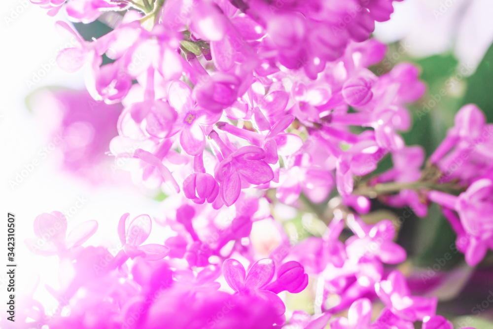 A branch of lilac. Spring lilac flowers. Close-up. A branch of lilac. Spring lilac flowers. Close-up.