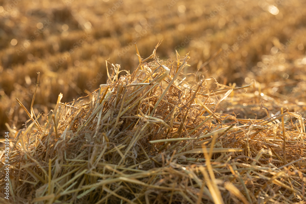 Fototapeta premium Hayfield