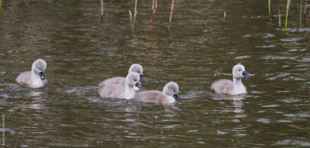 Young signets on the water