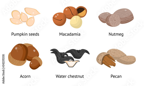 Set of pumpkin seeds, macadamia, nutmeg, acorn, water chestnut, pecan. Vector illustration in flat cartoon style