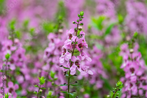 Close up beautiful Waew Sichuan  Angelonia goyazensis Benth  Thai style forget me not