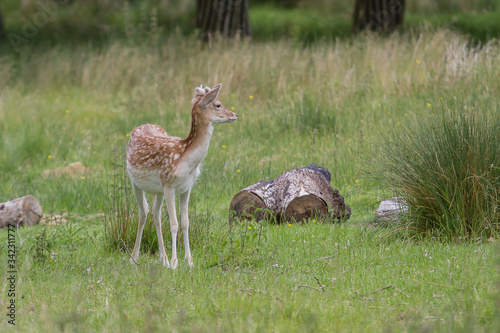 Fototapeta Naklejka Na Ścianę i Meble -  young deer in the grass