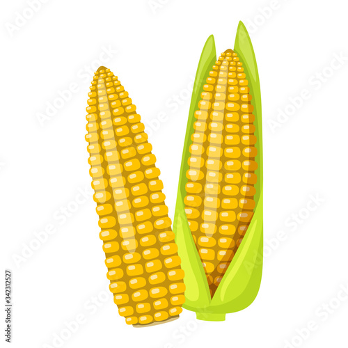 Street takeaway junk food sweet boiled corn. Vector