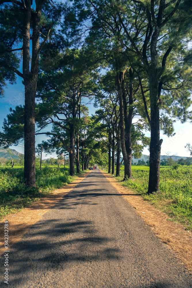 Obraz premium A row of old pine trees in Nghia Hung commune, Chu Pah district, Gia Lai province, Vietnam