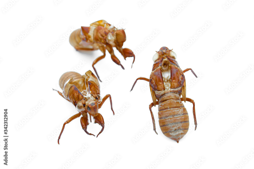 Close-up off cicada shell isolated on a white background.
