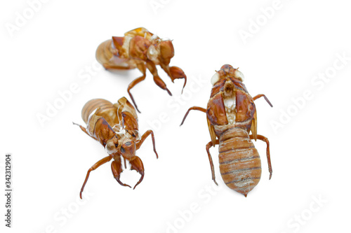 Obraz na płótnie Close-up off cicada shell isolated on a white background. w salonie