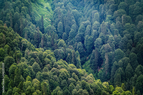 Thick green forest on the hillside. Green colors in the mountain forest.