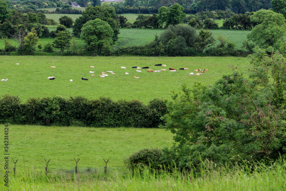 View over the fertile rural agricultural landscape of County Meath, Ireland in summer with its patchwork of rich green fields divided by the lush tree lined hedgerows and blue cloudy sky above View over the fertile rural agricultural landscape of County Meath, Ireland in summer with its patchwork of rich green fields divided by the lush tree lined hedgerows and blue cloudy sky above