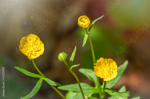 Yellow flower of buttercup mountain Ranunculus montanus.