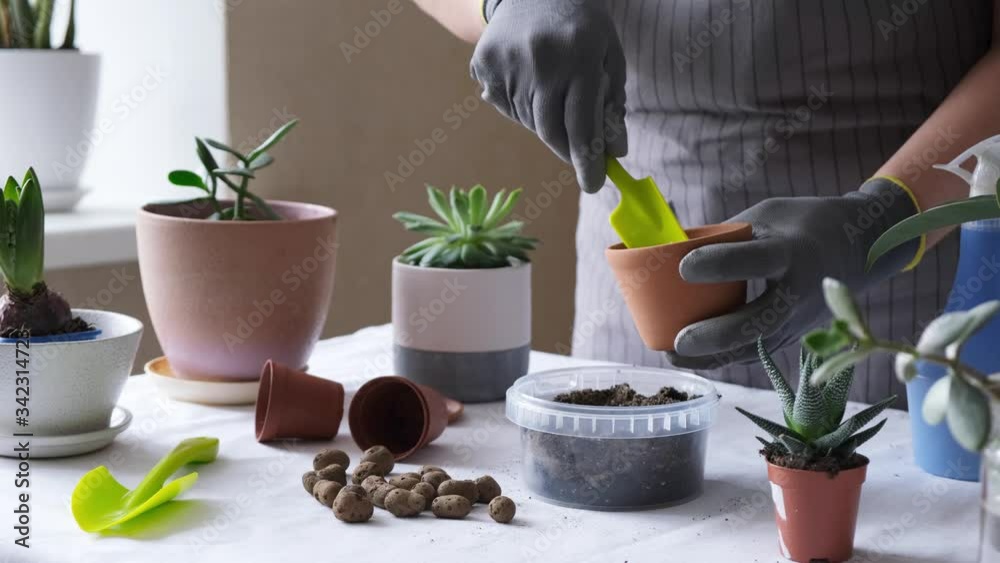 Woman hand transplanting succulent in ceramic pot on the table. Concept of indoor garden home - 4k video