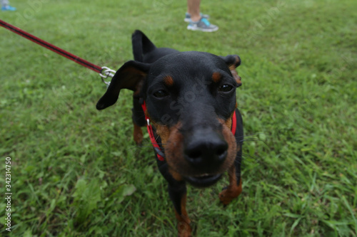 Walking in a park with little black dachshund. Badger-dog on a leash