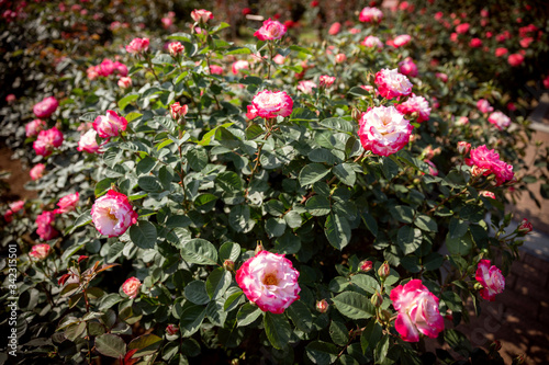 Fototapeta Naklejka Na Ścianę i Meble -  赤とピンクのたくさんのバラの花が咲く。花の中心は白く周りは赤い。覗き込むと中心の雄しべの部分も見えるやや立体的な姿のバラの花。