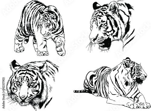 vector drawings sketches different predator   tigers lions cheetahs and leopards are drawn in ink by hand   objects with no background