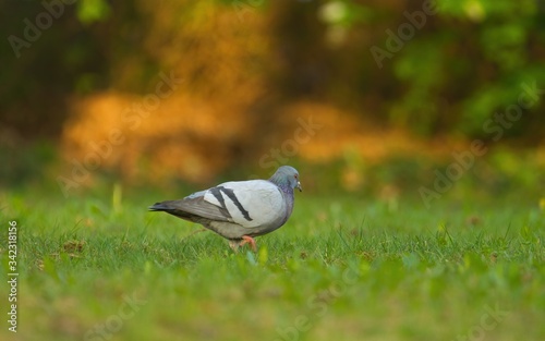 Eine Stadttaube läuft am Morgen bei Sonnenaufgang über eine grüne Wiese im Stadtpark, Columbidae photo