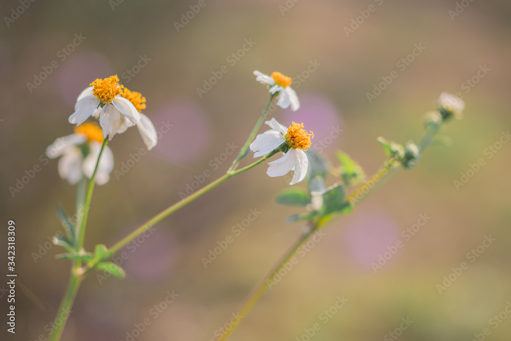 ์Nature view of Spanish needle flowers, Beggar tick, Black jack, Broom stick, Cobbler pegs, Devil needles, Hairy bidens (Bidens Pilosa) are blooming in tropical glassland ์Nature view of Spanish needle flowers, Beggar tick, Black jack, Broom stick, Cobbler pegs, Devil needles, Hairy bidens (Bidens Pilosa) are blooming in tropical glassland