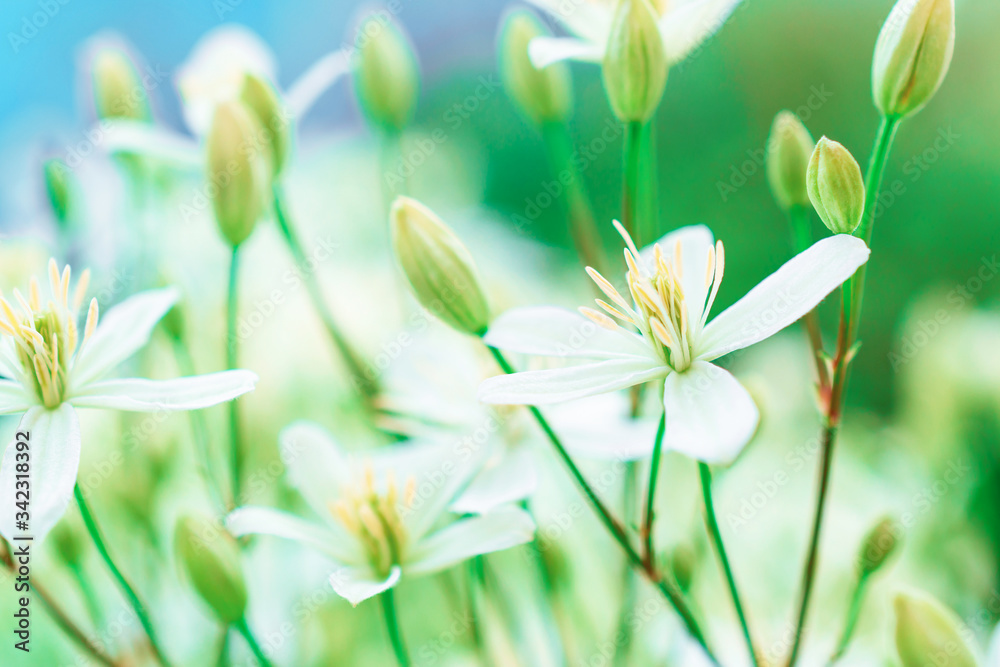 White fragrant clematis flowers. Floral background.