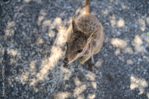 Australian Wallabie on a stone surface wanting something to eat