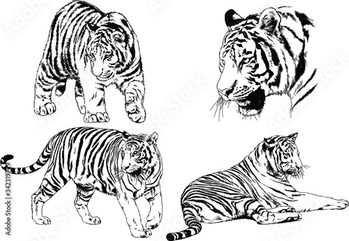 vector drawings sketches different predator   tigers lions cheetahs and leopards are drawn in ink by hand   objects with no background