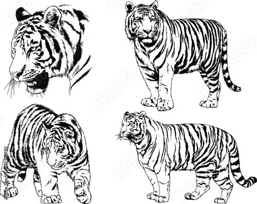 vector drawings sketches different predator   tigers lions cheetahs and leopards are drawn in ink by hand   objects with no background