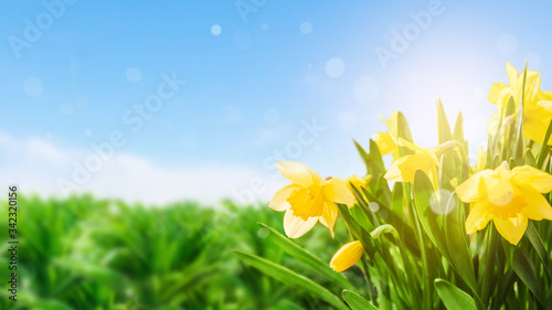 spring landscape with primroses. yellow daffodils with sun highlights against the sky
