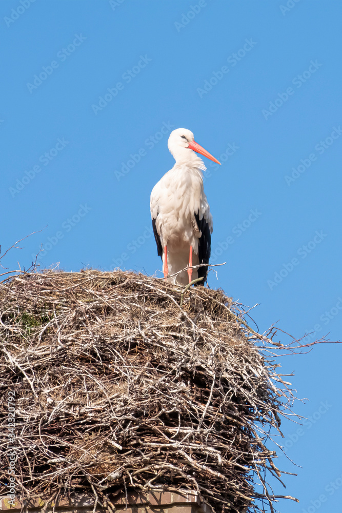 Fototapeta premium A stork stands in its nest on a chimney, in the spring , blue sky in background