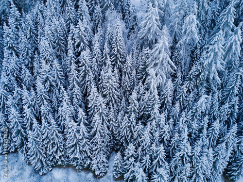 Aerial top view to snowy moutain trees of winter pines. Middle of the winter. High needles in the forest. Beautiful nature landscape from drone. 