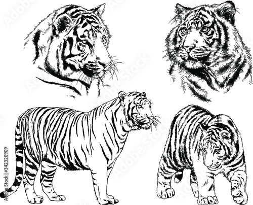 vector drawings sketches different predator   tigers  lions  cheetahs and leopards are drawn in ink by hand   objects with no background