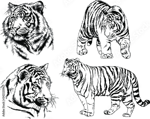 vector drawings sketches different predator   tigers  lions  cheetahs and leopards are drawn in ink by hand   objects with no background