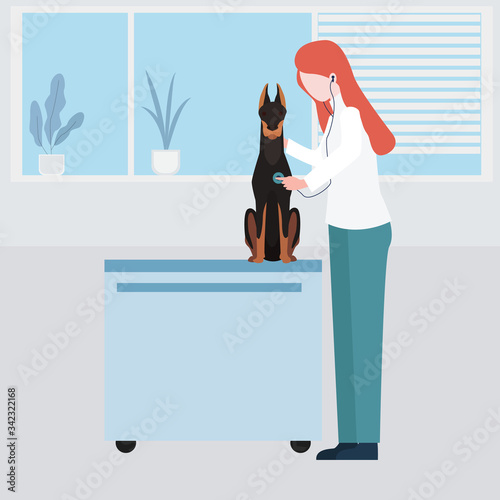 Doctor veterinarian examining dog. Doctor checking heartbeat of a dog with a stethoscope. 
