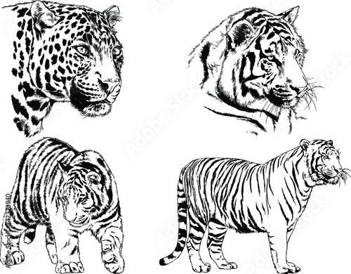 set of vector drawings on the theme of predators tigers are drawn by hand with ink tattoo logos